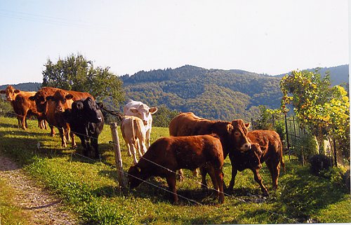 Rinder aus nächster Nähe